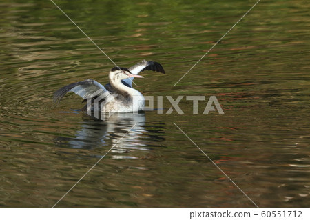 Creatures Wild Birds Great Crested Grebe, long and sturdy wings. Are you good at surprisingly long haul flights? 60551712