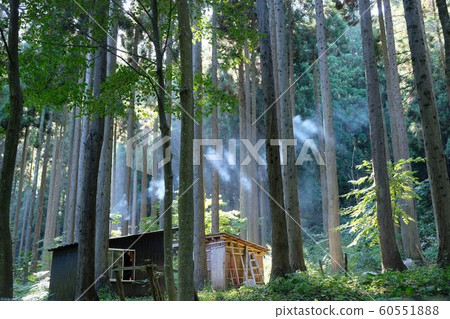 Shirakami Mountains Beech forest and morning mist 60551888
