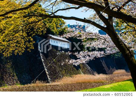 東京皇宮櫻花在乾燥的街道富士見山口和蓮池山口上 東京皇宮櫻花在乾燥的街道富士見山口和蓮池山口上 60552001