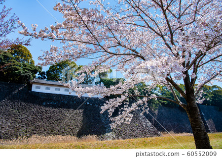 Tokyo Imperial Palace, cherry blossoms on the dry street, Fujimi Pass and Hasuike Pass Tokyo Imperial Palace, cherry blossoms on the dry street, Fujimi Pass and Hasuike Pass 60552009