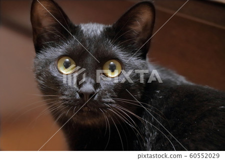 驚訝的臉黑貓 60552029