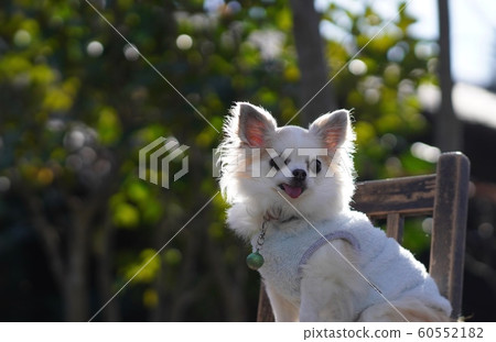 奇瓦瓦 奇瓦瓦 60552182