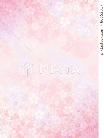 cherry blossoms in full bloom 60552317