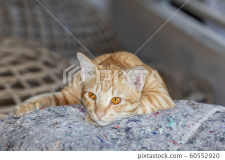Cat Enjoying His Life Outdoors and soft focus 60552920