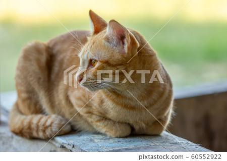 Cat Enjoying His Life Outdoors and soft focus 60552922