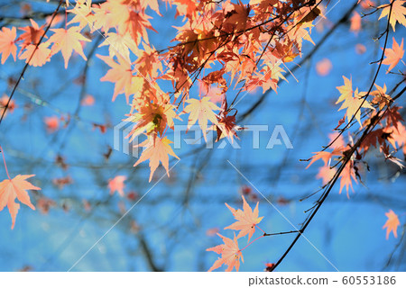 Autumn leaves of Hananuki Valley Autumn leaves of Hananuki Valley 60553186