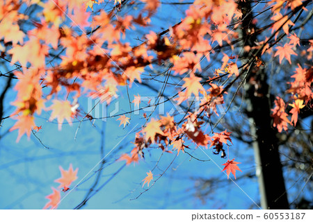 Autumn leaves of Hananuki Valley Autumn leaves of Hananuki Valley 60553187