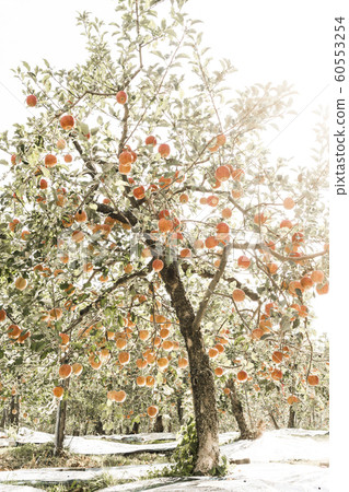 蘋果 蘋果 60553254