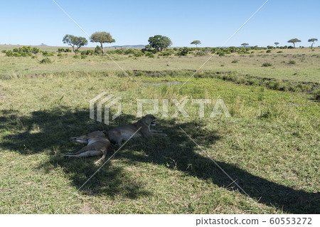 Masai Mara，遊戲驅動器 60553272