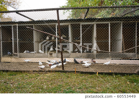 Large big Wooden dovecote. Doves eating and walking around. 60553449