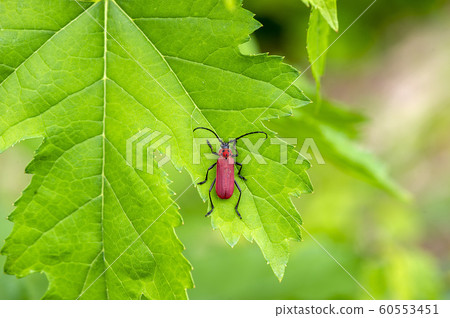 Benicamikiri 60553451