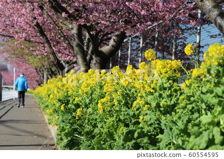 Kawazu Sakura 8 60554595