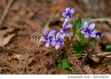 Purple flower 60554858