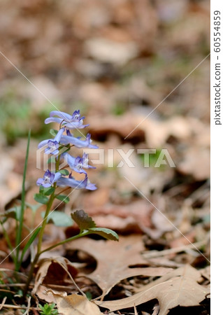 Orchid flower Orchid flower 60554859