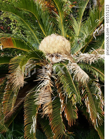 蘇鐵雌花,蘇鐵開花 蘇鐵雌花,蘇鐵開花 60555213