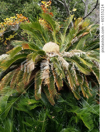 蘇鐵雌花，蘇鐵開花 60555214