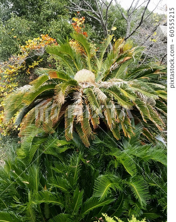 Cycad female flower, Cycad flowering Cycad female flower, Cycad flowering 60555215