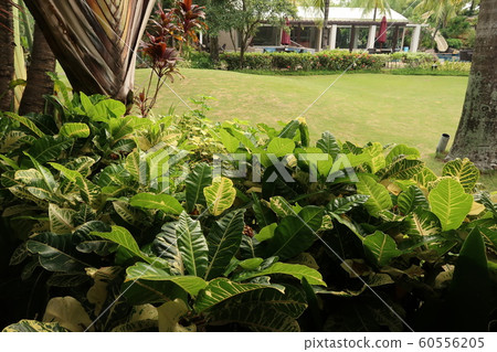 Tropical Resort Tropical Resort 60556205