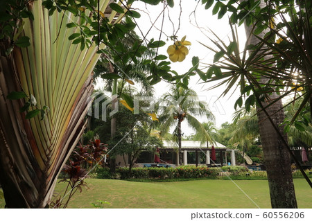 Tropical Resort 60556206