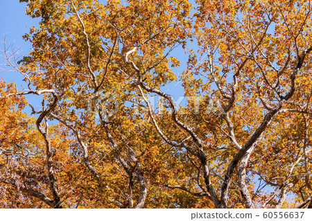 191028 Seseragi Autumn Leaves G130 191028 Seseragi Autumn Leaves G130 60556637