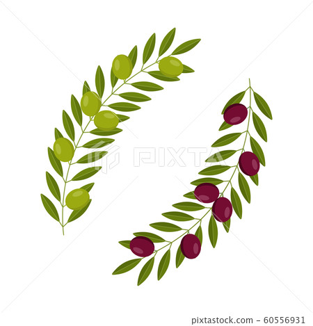 vector branch with black and green olives - Stock Illustration ...