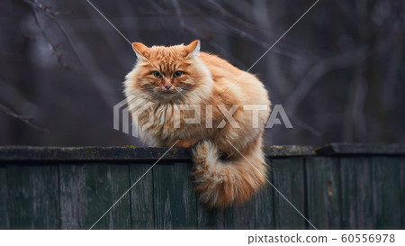 Red cat sitting on the fence 60556978