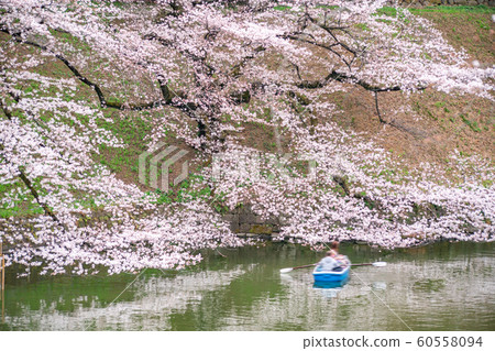 cherry blossom at chidori ga fuchi, tokyo, japan cherry blossom at chidori ga fuchi, tokyo, japan 60558094