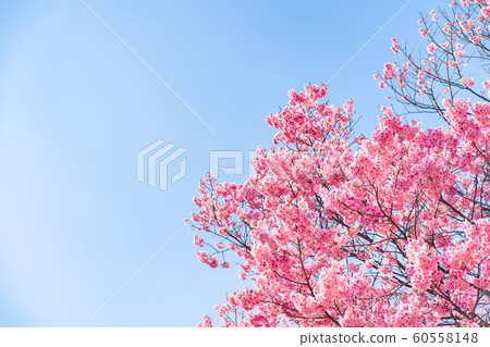 Cherry blossom (sakura) with birds under the blue Cherry blossom (sakura) with birds under the blue 60558148