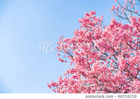 Cherry blossom (sakura) with birds under the blue Cherry blossom (sakura) with birds under the blue 60558150