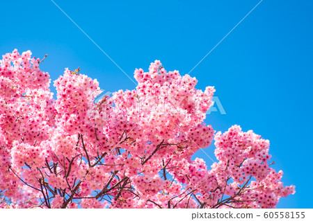 Cherry blossom (sakura) with birds under the blue 60558155