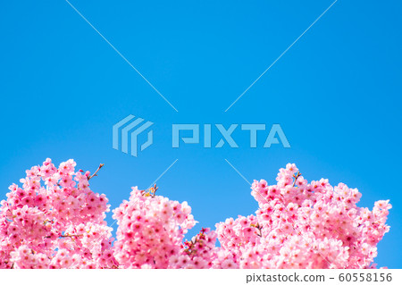 Cherry blossom (sakura) with birds under the blue Cherry blossom (sakura) with birds under the blue 60558156