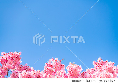 Cherry blossom (sakura) with birds under the blue 60558157