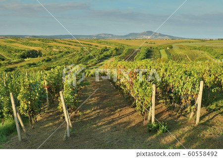 Vineyard with grapes in Moravia in Czech republic 60558492