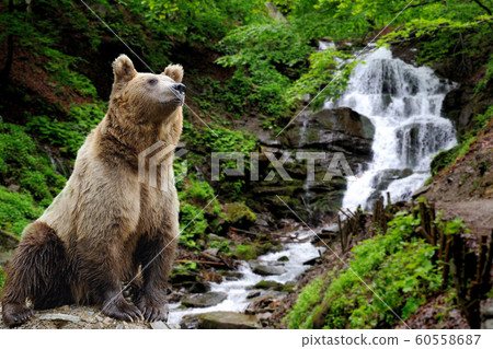 Brown bear (Ursus arctos) in nature Brown bear (Ursus arctos) in nature 60558687