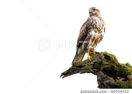 Common buzzard, buteo buteo, sitting on moss covered stump isolated on white Common buzzard, buteo buteo, sitting on moss covered stump isolated on white 60559332
