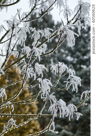 Icy Frosted Branches 60560629