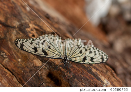 Close-up of a butterfly Close-up of a butterfly 60560763