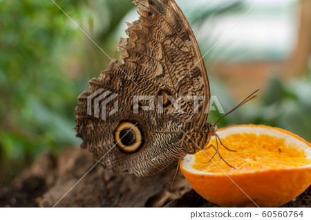 Close-up of a butterfly 60560764