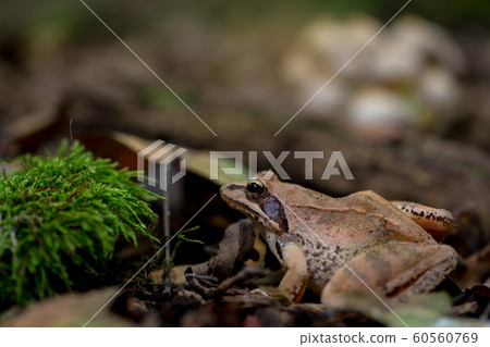 Close-up of a frog 60560769