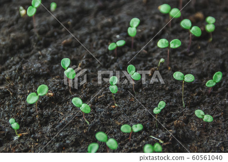 Small seedlings.Group of green sprouts growing out 60561040