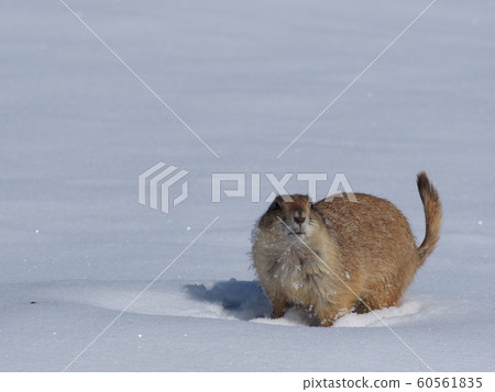 Snowy Prairie Dog Snowy Prairie Dog 60561835