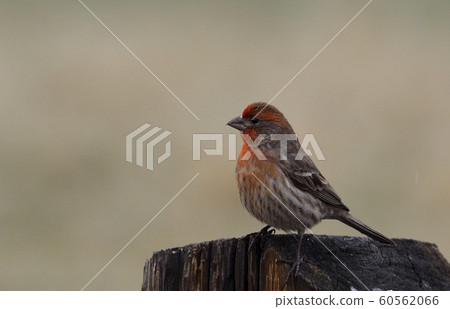 Mexican Machiko perching on a pile 60562066