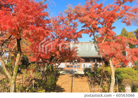 [Chiba Prefecture] Mainland temple in autumn colors 60563066