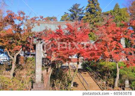 [Chiba Prefecture] Mainland temple in autumn colors 60563078