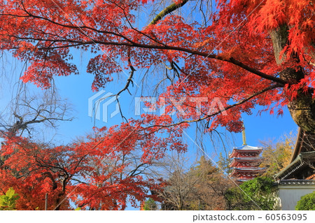 [Chiba Prefecture] Mainland temple in autumn colors 60563095