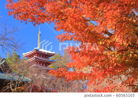 [Chiba Prefecture] Mainland temple in autumn colors 60563103