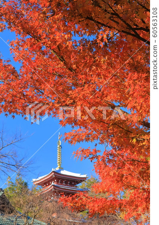 [Chiba Prefecture] Mainland temple in autumn colors 60563108