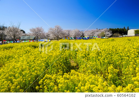 The rape blossoms of Akagi Senbonzakura The rape blossoms of Akagi Senbonzakura 60564102