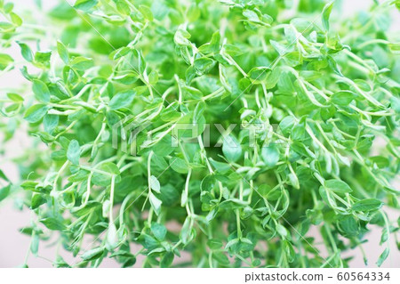 豆苗栽培 豆苗栽培 60564334