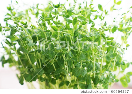 Bean seedling cultivation 60564337